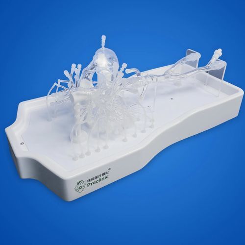 Pulmonary artery anatomical model - PLXZXG006 - Shanghai Preclinic Medtech - femoral vein / iliac vein / vena cava