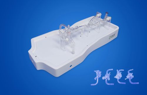 Heart model - PLXZXG008 - Shanghai Preclinic Medtech - vena cava / blood vessels / pulmonary vein