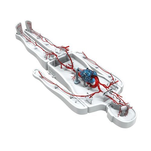 Whole body vascular model - PLZHXG011 - Shanghai Preclinic Medtech - circulatory system / artery / femoral artery