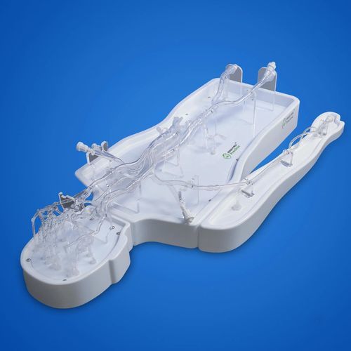 Femoral artery vascular model - PLSJXG00B - Shanghai Preclinic Medtech - brain artery / internal carotid artery / middle cerebral artery