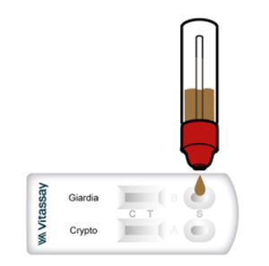 Rapid diarrhea test - VITASSAY HEALTHCARE S.L. - for giardiasis / for antigens / bacteria