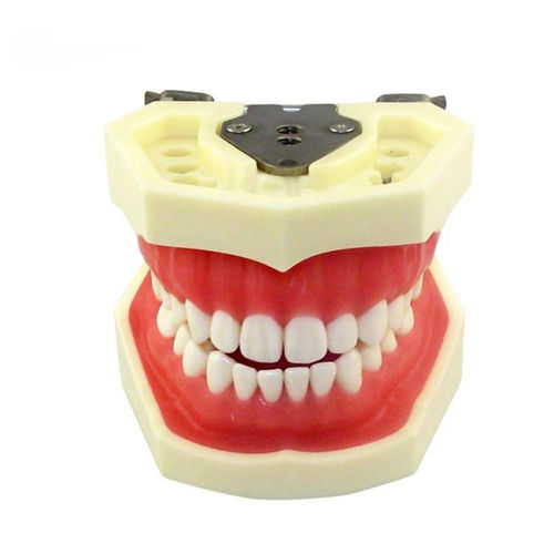 Jaw anatomical model - UM-A4 - Tangshan UMG Medical Instrument - denture / dental extraction / for teaching