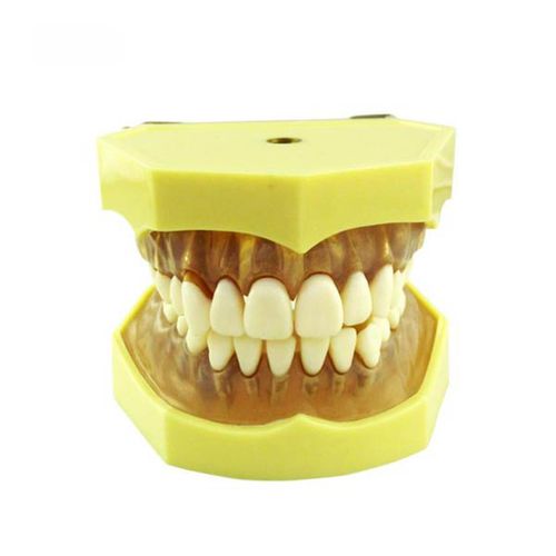 Denture model - UM-A7  - Tangshan UMG Medical Instrument - dental care / for teaching / articulated