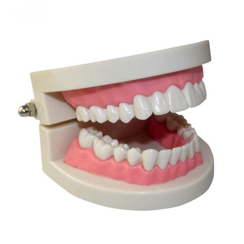 Dental Hygiene on sale Anatomical Model