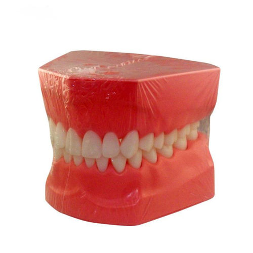 Denture model - UM-A8 - Tangshan UMG Medical Instrument - tongue / for dental hygiene / for teaching
