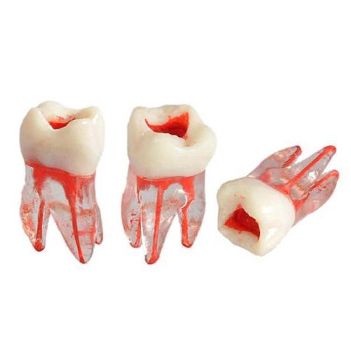 Root canal anatomical model - um-8008 - tangshan umg medical instrument