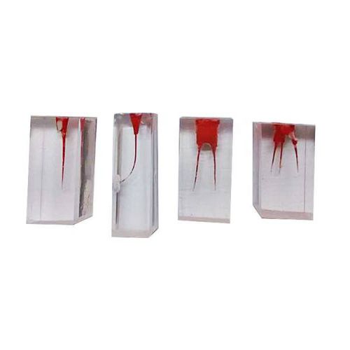 Root canal anatomical model - UM-LS2  - Tangshan UMG Medical Instrument - dental / for teaching