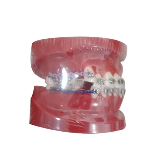 Denture model - UM-B18 - Tangshan UMG Medical Instrument - for orthodontics / for demonstration