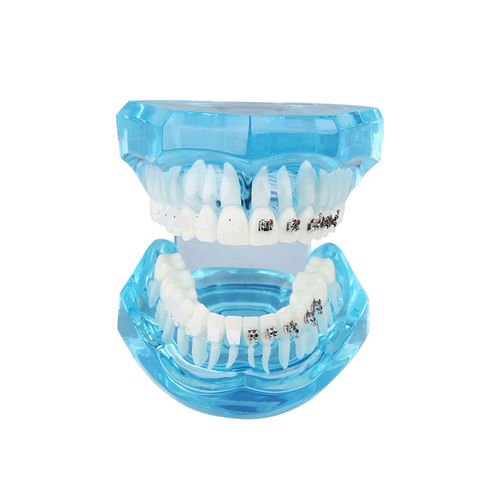 Denture model - UM-B21 - Tangshan UMG Medical Instrument - for orthodontics / transparent