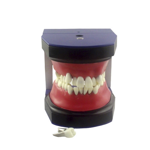 Denture typodont - UM-S2B - Tangshan UMG Medical Instrument - for orthodontics / training