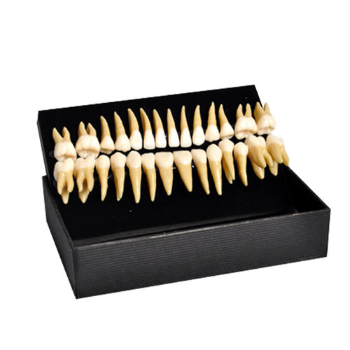 Tooth model - UM-C6 - Tangshan UMG Medical Instrument - root canal / training / resin