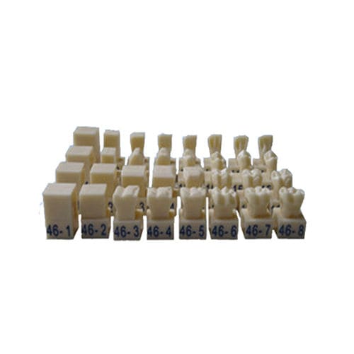 Tooth model - UM-D10 - Tangshan UMG Medical Instrument - dental / training / resin