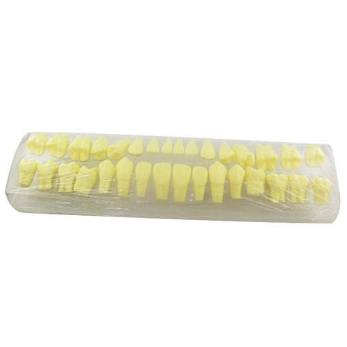 Tooth model - UM-S18 - Tangshan UMG Medical Instrument - dental / training / resin