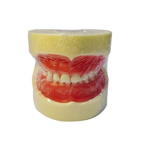 Tooth model - UM-U10 - Tangshan UMG Medical Instrument - denture / gingival / for demonstration