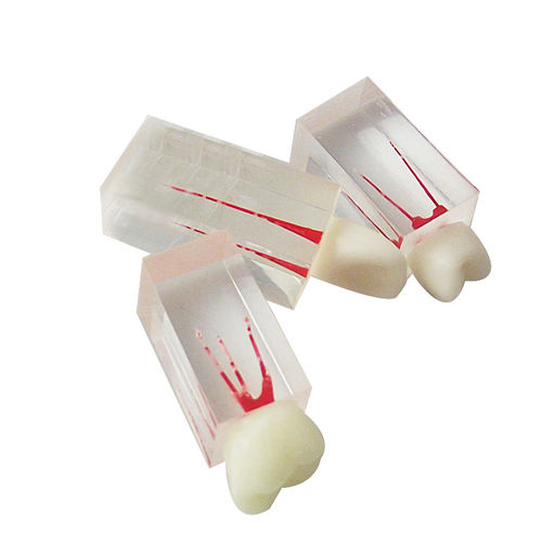 Tooth model - UM-LS7 - Tangshan UMG Medical Instrument - medullary / root canal / resin