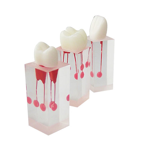 Medullary anatomical model - UM-LS3 - Tangshan UMG Medical Instrument - root canal / resin / transparent