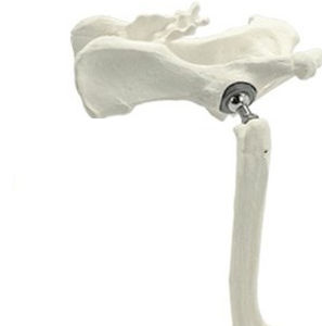 Cemented veterinary hip prosthesis - THR - Anhui Bailu Small Animal Orthopedic Instrument - for total hip arthroplasty