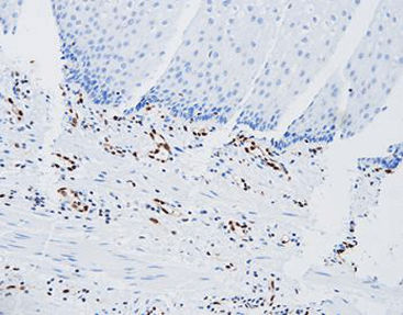 Staining solution reagent - CER-0071 - Celnovte Biotechnology Co., Ltd. - antibody / stain / tissue