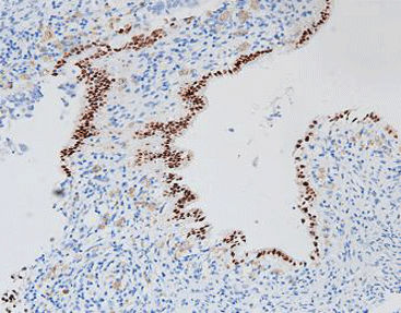 Staining solution reagent - CPR-0232 - Celnovte Biotechnology Co., Ltd. - antibody / stain / tissue