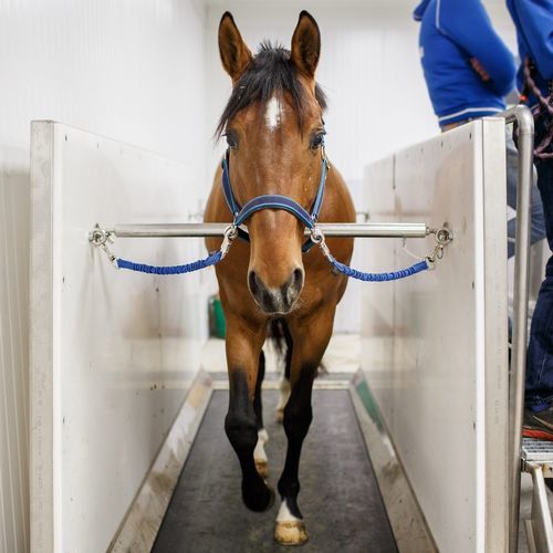 Equine veterinary spa - FMBs Pro - FMBs
