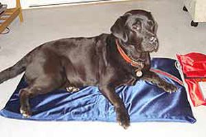 Canine Magnetotherapy unit - PEMF - FMBs - mattress