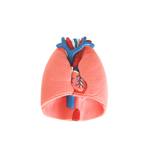 Heart model - RS 01 - MeiWo Science - lung / for teaching / hydrogel