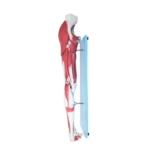 Lower limb model - LS 03 - MeiWo Science - for teaching / hydrogel / with musculature