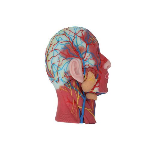 Head model - CS 13 - MeiWo Science - neck / for teaching / hydrogel
