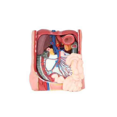 Abdominal model DS 07 MeiWo Science for teaching / hydrogel
