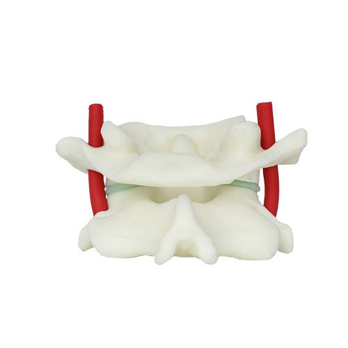 Vertebra anatomical model - LS 04 - MeiWo Science - for teaching / hydrogel / flexible