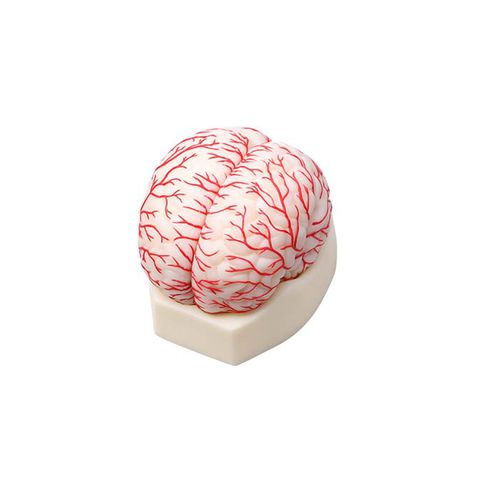 Brain model - NS 03 - MeiWo Science - brain artery / for teaching / hydrogel