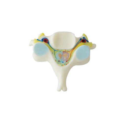 Vertebra anatomical model - NS 09 - MeiWo Science - for teaching / hydrogel / with nerves
