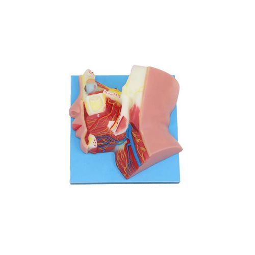 Head model - NS 13 - MeiWo Science - nerve / for teaching / hydrogel