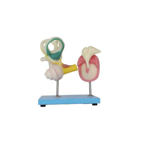 Inner ear model - SS 01 - MeiWo Science - ossicles / for teaching / hydrogel