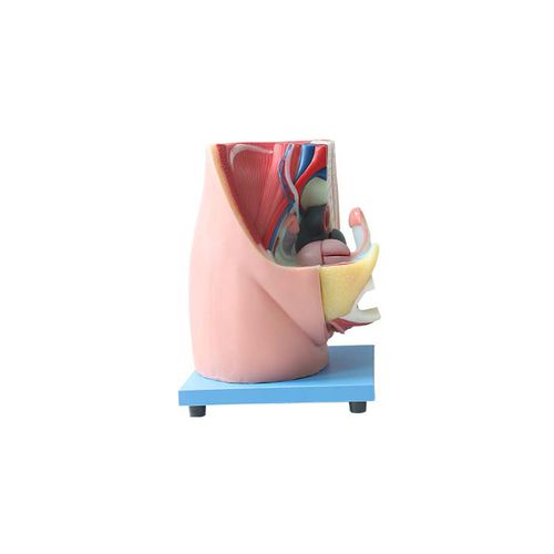 Pelvic anatomical model - US 07 - MeiWo Science - for teaching / female / hydrogel