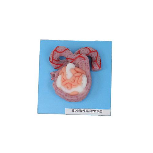 Renal anatomical model - US 09 - MeiWo Science - for teaching / hydrogel / with nerves