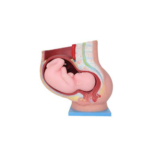 Pelvic anatomical model - US 10 - MeiWo Science - for teaching / female / hydrogel