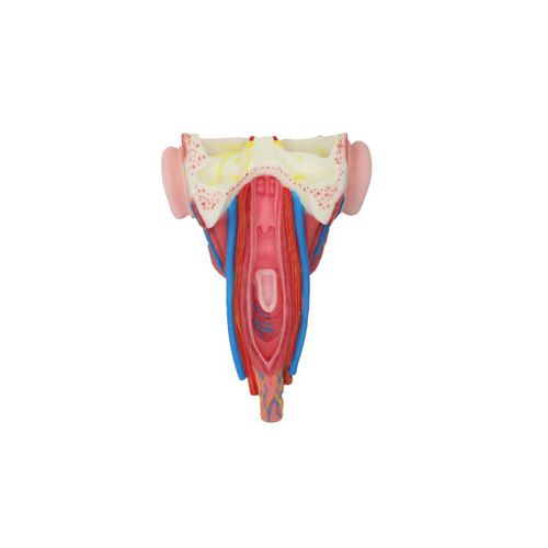 Face anatomical model - RS 05 - MeiWo Science - pharynx / for teaching / hydrogel