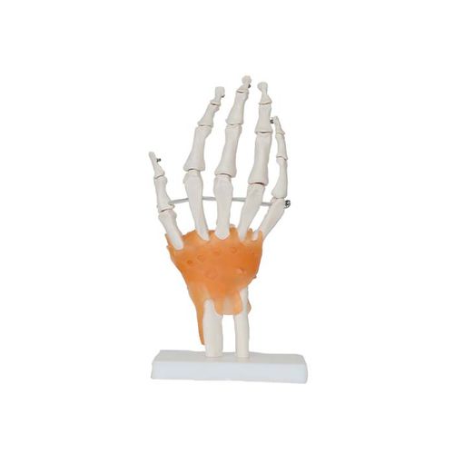 Joint model - LS 06 - MeiWo Science - hand / for teaching / hydrogel