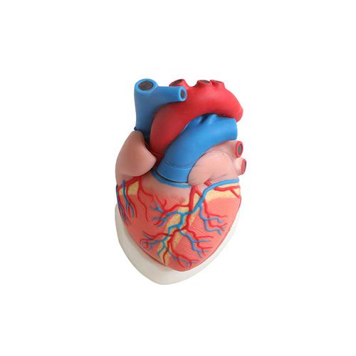 Heart model - CS 01 - MeiWo Science - for teaching / hydrogel / with nerves
