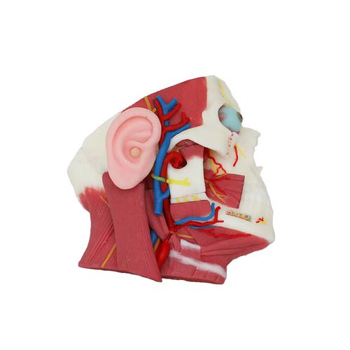 Face anatomical model - DS01 - MeiWo Science - for teaching / with nerves / with blood vessels