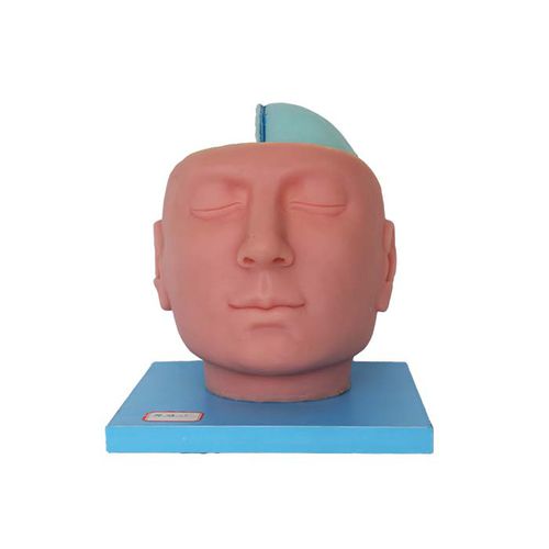 Head model - DS 14 - MeiWo Science - brain / for teaching / with nerves
