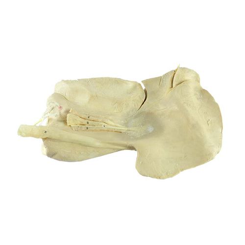 Liver anatomical model - MWDW-019 - MeiWo Science - veterinary / for teaching / horse