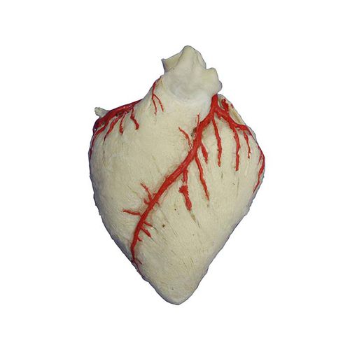 Heart model - MWDW-023 - MeiWo Science - veterinary / for teaching / horse