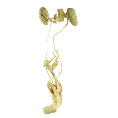 Urinary system model - MWDW-025 - MeiWo Science - female genital organ / veterinary / for teaching