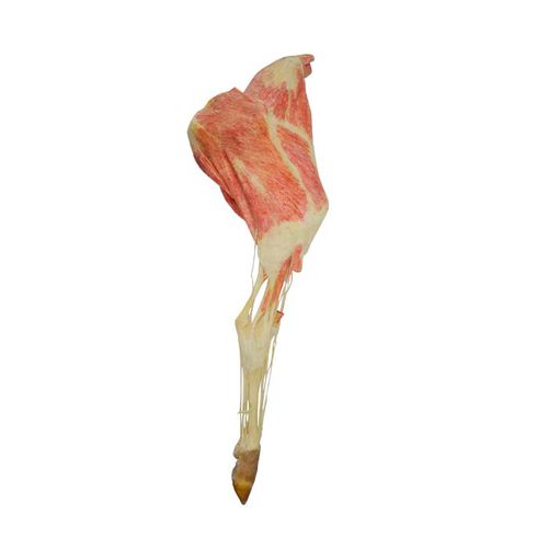 Leg anatomical model - MWDW-026 - MeiWo Science - lower limb / veterinary / for teaching