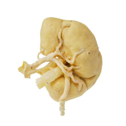 Kidney model - MWDW-034 - MeiWo Science - veterinary / for teaching / cattle