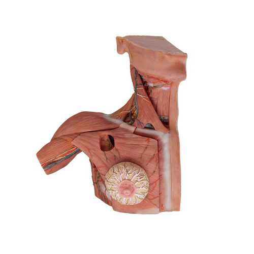 Torso model - MeiWo Science - breast / neck / for teaching