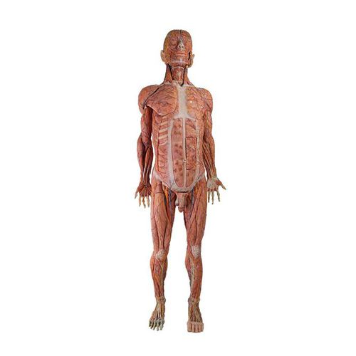 Body anatomical model - HZ-002 - MeiWo Science - for teaching / anastomosis