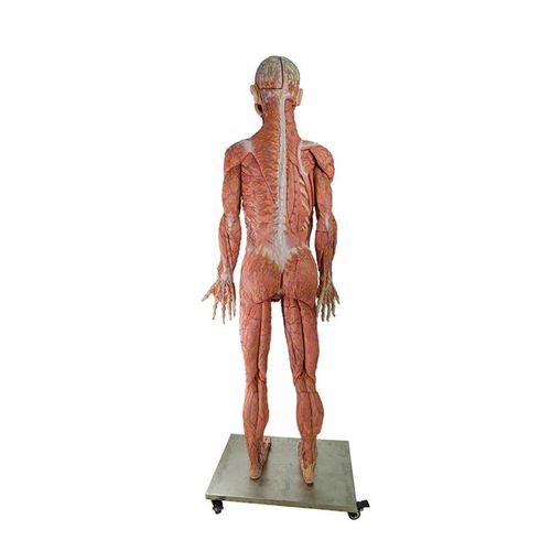 Body anatomical model - HZ-002 - MeiWo Science - for teaching